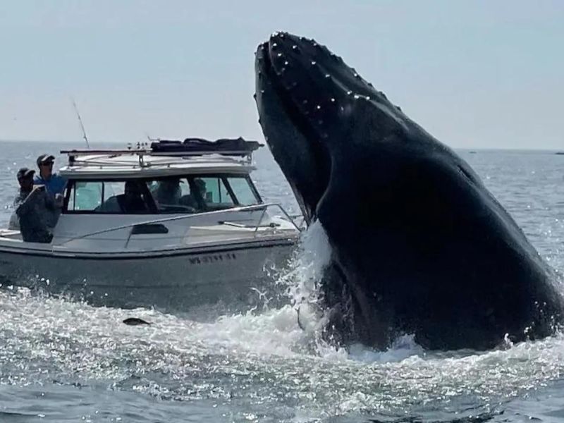 Humpback Whale Capsizes Boat Off New Hampshire: Dramatic Rescue Captured on Video