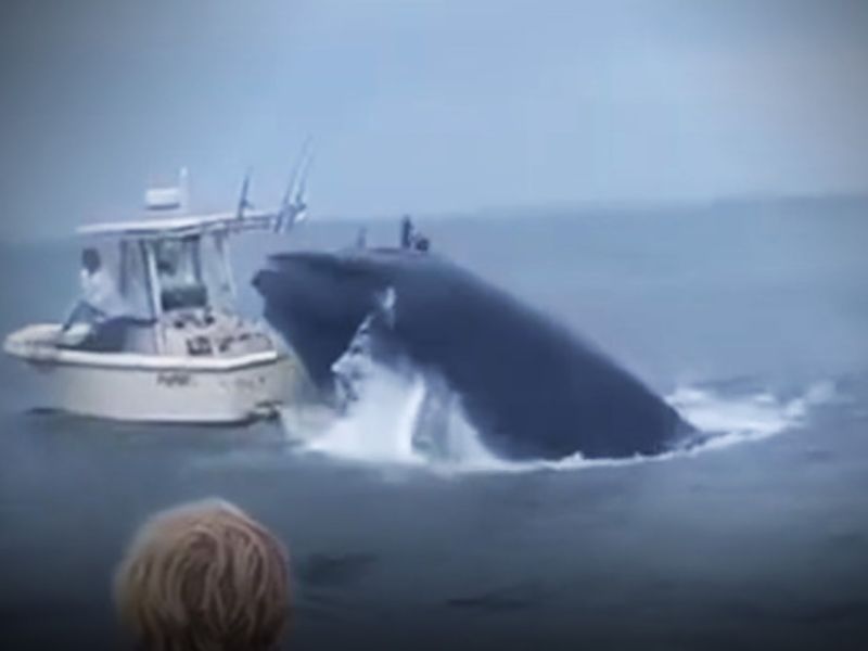 Humpback Whale Capsizes Boat Off New Hampshire: Dramatic Rescue Captured on Video